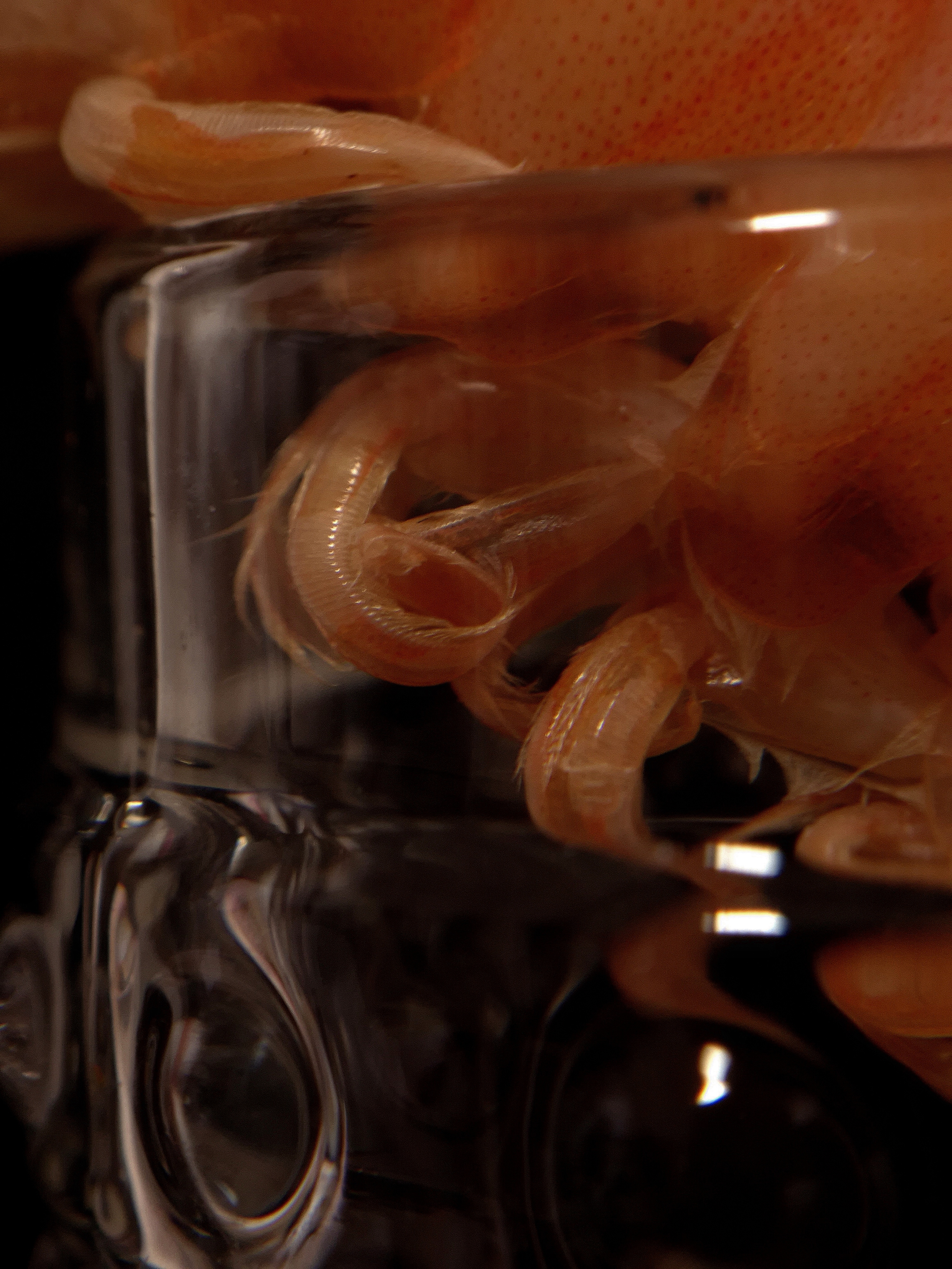 Macro detail of shrimp legs and crystal glass reflections in a dark still-life composition.