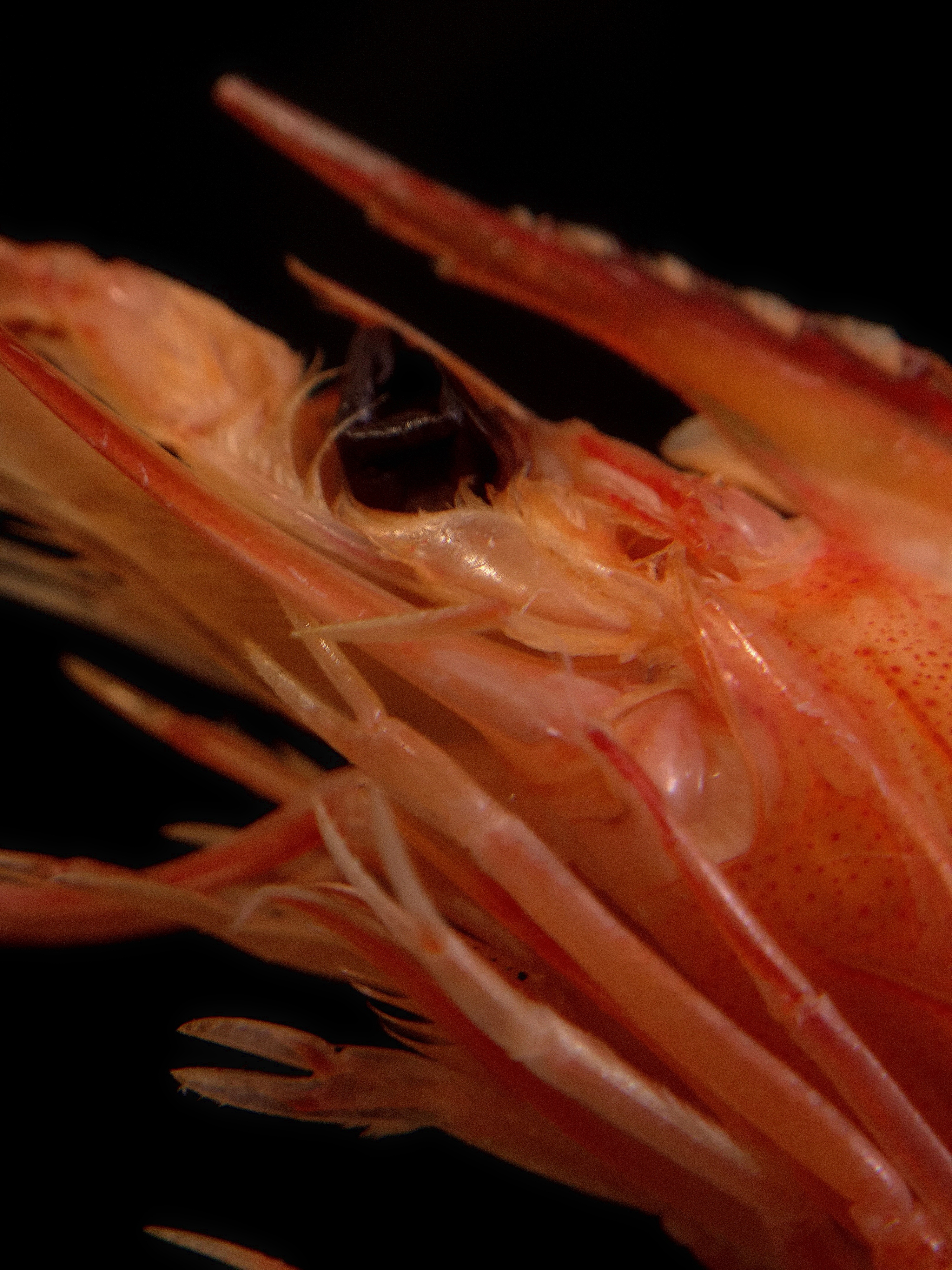 Extreme close-up of a shrimp head showing fine textures and translucent details against a dark background.